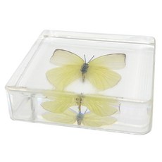 과학실 곤충관찰 배추흰나비 수지 표본모형 1P 75x75x21 과학수업용 관찰수업, 1개