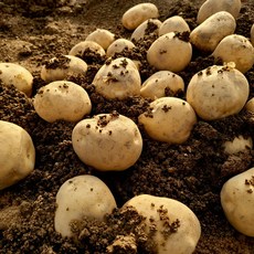 감자 수미감자 알감자 햇감자 2kg 3kg 5kg 10kg, 수미감자 1kg(상중), 1개