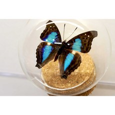 蟲新發現 蝴蝶標本A1聖誕禮物-藍帶蛺蝶，8.5公分玻璃罩組，精緻收藏，居家擺飾，送禮推薦, 1個