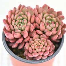 분홍 핑클루비 다육이 아름다운 색과 부드러운 색감 실내 장식용3-3, 1개, 청색