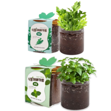 이지그로우 식물 재배키트, 루꼴라1+바질1