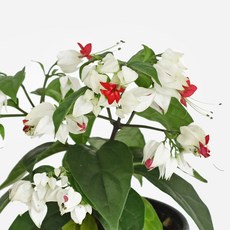 마이플랜트 클레로 덴드론 덴드롱 소형 야생화 꽃모종, 단일, 1개