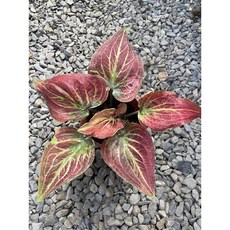 霏霏園藝 和牛盆栽 (2棵), 1個