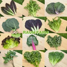 [라움팜] 모듬 쌈채소 상추 로메인 당귀 쌈추 비타민야채 쌈야채종류 10종내외, 1박스, 1kg