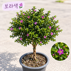 쿠페아 후페야 외목대 구피아 꼬임목대 모종 꽃 꽃소잉, 1개, 보라
