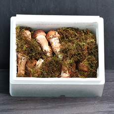 참송이 버섯 명절 추석 한가위 부모님 교수님 선물 세트, 1세트, 참송이버섯 특품 500g