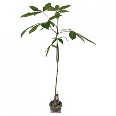 2026 공기정화 식물 롱파키라 외목대파키라 중품 약80cm, 1개, 상세설명참조, 80cm