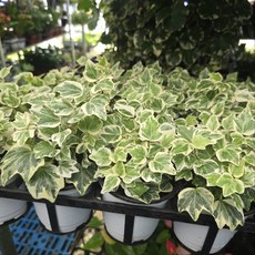 1+1 수입 아이비 수성아이비 반려식물 공기정화 식물학박사, 1개