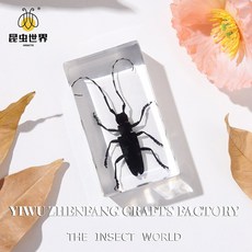 곤충 표본 자연의 세계에 대한 엿보기, 7 3cm gray tianniu