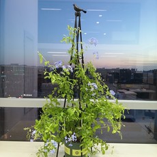 Moon 원예넝쿨 철제 사각 식물 지지대 북유럽 빈티지 오벨리스크 테라스 옥상 정원 꽃 나무 지지대, 1개