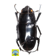 (Prosopocoilus giraffa) 기라파톱사슴벌레 [L-9-109] 곤충표본, 암컷 30~49mm, 1개