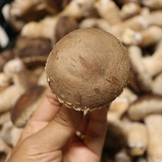 국내산 무농약 송화고버섯 말린 송화 송고 화고 표고 건송화고 버섯 천연조미료 가루, 건송화고 150g, 1개