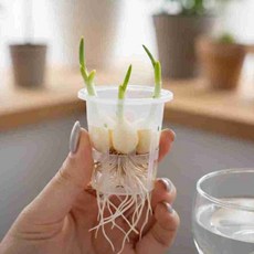 수경재배 포트 세트 10개 수경재배포트