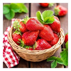 [맛딜] 새콤달콤 국내산 고당도 설향 딸기 500g185412, [맛딜] 새콤달콤 국내산 고당도 설향 딸기 500g18