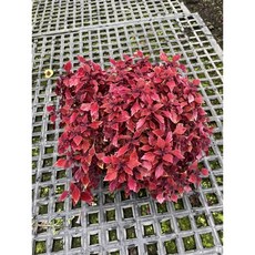 霏霏園藝 變葉草 最新品種 顏色好看, 1個