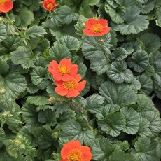 주황뱀무 오렌지코이 월동식물 소품, 1개