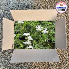 백설 30개세트 꽃잔디 흰색꽃잔디, 1개