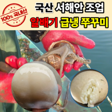 [국내산 신선유지] 제철 알배기 국산 급냉 알쭈꾸미, 1개, 주꾸미 1kg