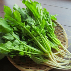 [특급호텔납품]농장직송 귀빈전용 시원아삭 포천 열무, 1개, 2kg