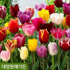 튤립 구근 혼합 알뿌리, 20개