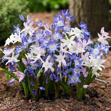 [Qgarden] 치노독사 구근 설광화 유럽 직수입 치오노독사 특선 모음, 1세트