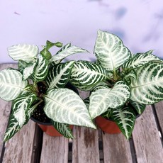 JB-이삭모종 아펠란드라 스쿠아로사 스노우화이트-다년생, 1개