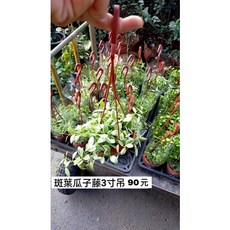 霏霏園藝斑葉瓜子藤3寸吊盆 - 獨特觀葉植物 輕鬆打造綠意生活, 1個