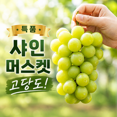 [산지직송] 특품 고당도 샤인머스켓 청포도, 1박스, 1kg 특품(2-3수)
