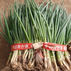 [당일수확] 청정 고흥 흙쪽파 쪽파 scallion spring onion, 1박스, 1kg