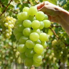 [꿀당도]아삭달콤 씨없는 오톰크리스피 애플청포도, 1개, 1kg(당도선별)