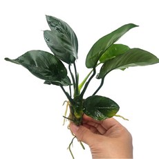 [수초킹] 아누비아스 바테리나나 / 음성수초 콩나나 골든나나 마리모 모스볼, 1개