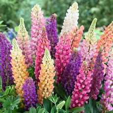 [Qgarden] 루피너스 숙근 유럽 루핀 뿌리 구근 노지월동 야생화 꽃 다년생, 1개, 3. 노블 메이든