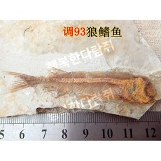 전시용 물고기 과학 표본 지질학 수석 화석, 울프핀 물고기 93