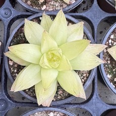 보초금 하월시아 다육식물 플랜테리어 홈가드닝 공기정화식물, 1개, 단일