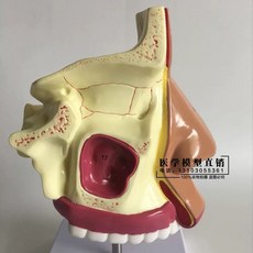 해부학 이비인후과 실습 인체 편도 B형 코구조 모형 비강-지지대 미포함, B. 디지털 로고 나 기본이 없습니다