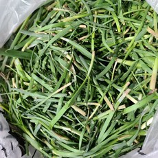 제철 봄나물 노지부추 초벌부추 최상품, 500g, 1개