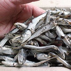 육수용 햇 다시멸치(실속형) / 대멸치 국물멸치 1.5kg, 1개