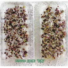 野菜部屋 紫高麗菜芽菜種子 半斤, 1包