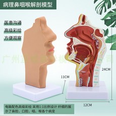 비강 해부학 모델 코 내부 인후 모형 교육용 표본 의학 교구, D형