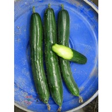 【野菜部屋】NO.123 小黃瓜種子 中包裝 冠軍品種 小胡瓜 種子, 1包