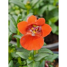 다이시아-주황 (소품), 1개