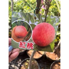 霏霏園藝紅桃果樹盆栽 現正掛果 新竹貨運配送 居家園藝首選