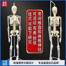 인체모형 85cm 교육용 정형외과 뼈모형 뼈 해골 실습 모형, J. 85cm 교수형 신경 인터뷰