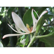 白蘭 原精 Champaca White Absolute Oil, 1個, 500ml