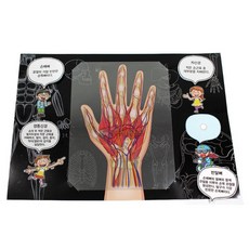 필름형 손의구조 과학수업키트 1인용 방과후수업교구 실험키트 만들기재료 과학준비물, 1개