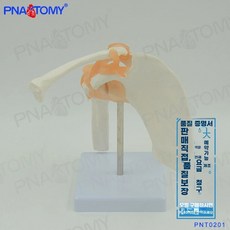 인체 어깨 모형 병원 힘줄 골조 교육 실습용, A. 어깨 관절 오렌지 인대