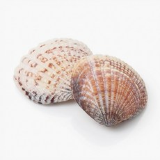 오꿈 조개모형 조개껍데기 100g, A03 조개껍질 밤색 (100g), 1개