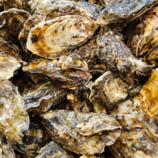 선주직송 석화굴 석화 각굴 석굴, 1박스, 10kg