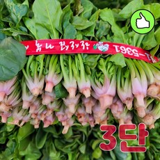 해풍맞고 자란 싱싱한 햇 시금치 3단 1.2kg 산지발송, 1개