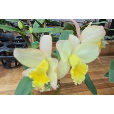 [루반정원] (일본수입 카틀레야) C. Fairy Land PoPo, 1개